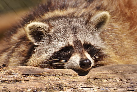 brown Raccoon lying on wood