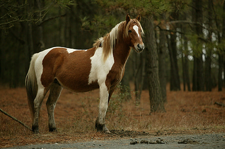 brown and white horse standing near forest