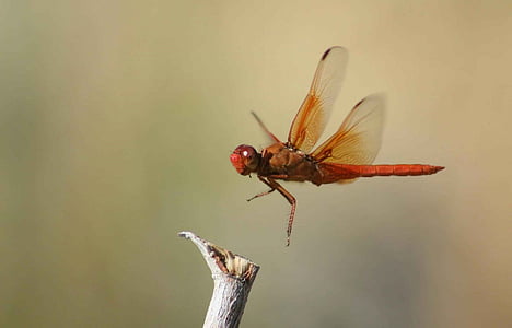orange dragonfly near tree branch