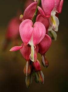 close up photography of pink orchid flower