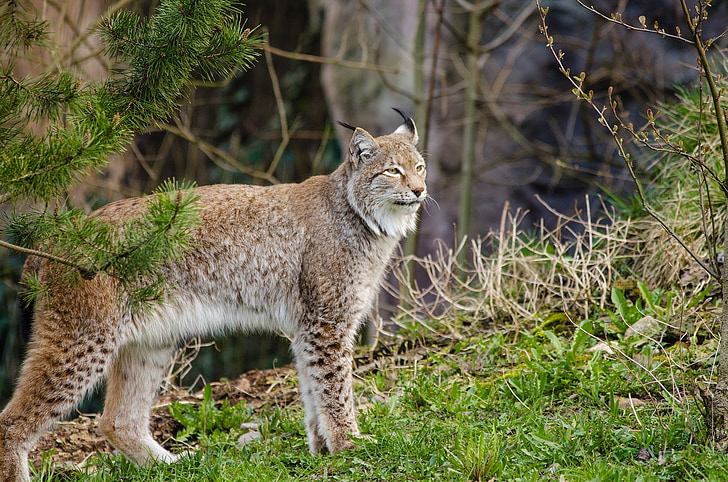 brown lynx tiger on forest
