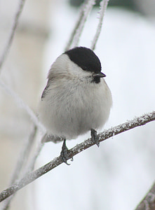selective focus photography of black-capped chickadee