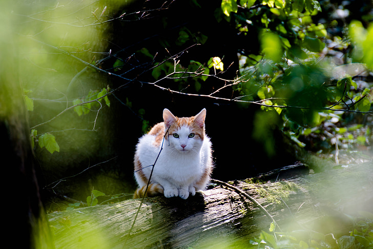 orange tabby cat on wood log