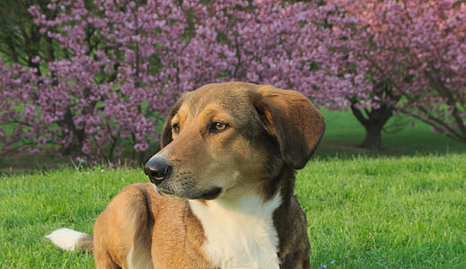 short-coated brown and white dog on green grass field near pink petaled flower trees