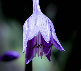purple campanula flower in bloom close up photo