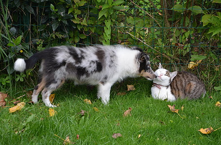 short-coated black and white dog beside short-fur black and white cat