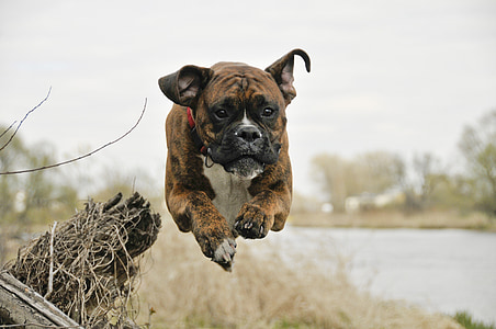 brown brindle and white boxer dog jumping during daytime