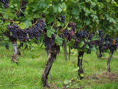 photography of grapes farm at daytime