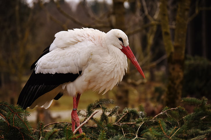 white and black long-beak bird