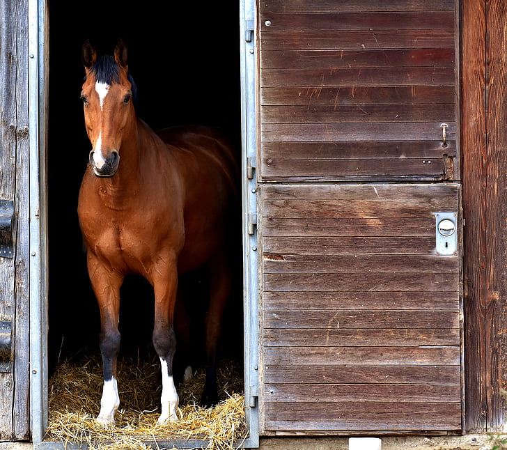 brown and white horse near brown wooden door