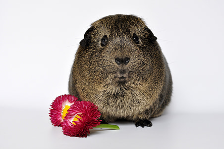 brown beaver and pink flowers