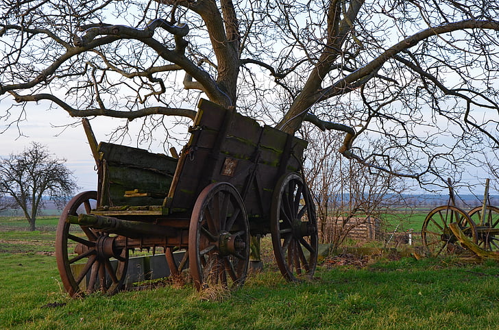 brown wooden carriage under bare tree