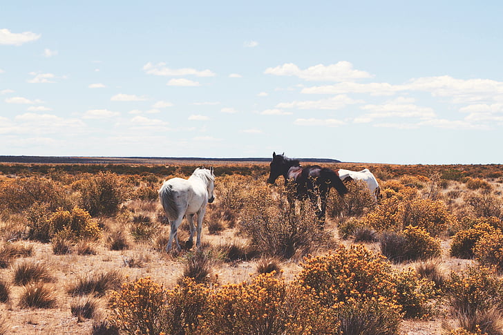 white horse on desert during daytime