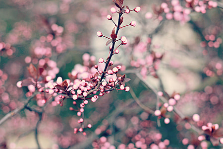 shallow focus photography of pink tree flowers