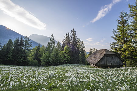wooden house surrounded with dandelions and pine trees