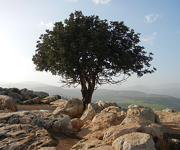 green leafed tree surrounded by brown rock formations