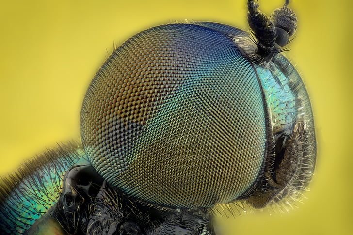 macro photography of insect eye