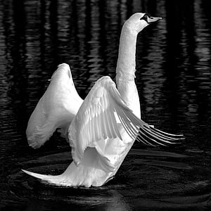 grayscale photograph of swan flapping its wings