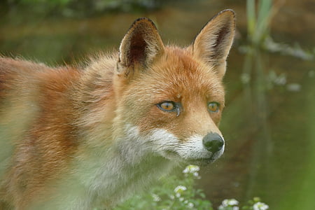 selective focus photography of brown and white fox