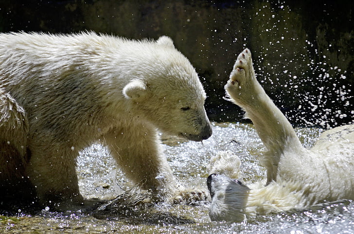 two polar bears playing on water
