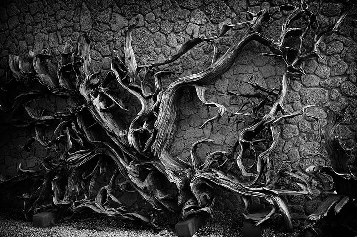 grayscale photo of vines on wall
