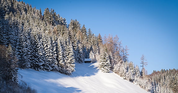 white snow mountain and pine trees