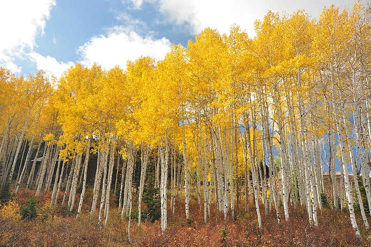 yellow maple trees under white sky during daytime