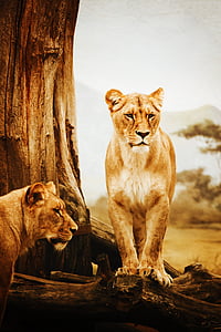 two lionesses standing on brown tree logs
