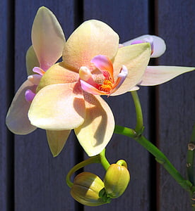 closeup photo of yellow-and-purple moth orchid at daytime