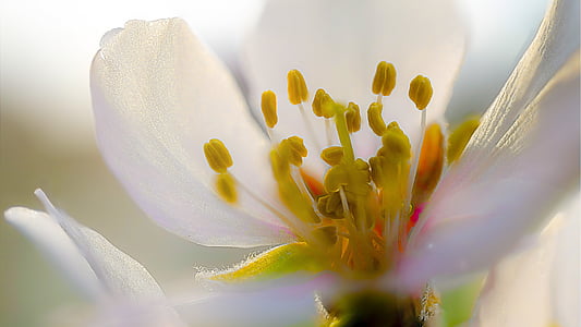 selective focus photo of white and yellow petaled flower