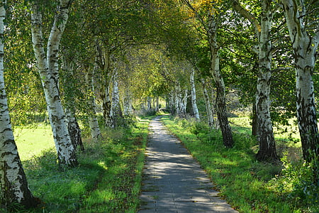 concrete pathway surrounded with trees