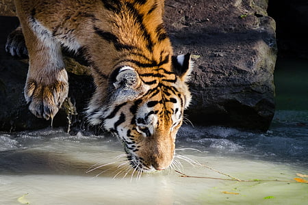 adult tiger drinking water