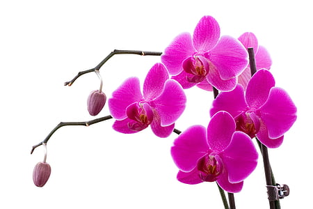 pink orchid flowers on brown wooden stem