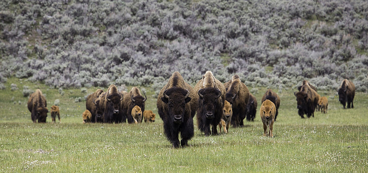 herd of buffaloes