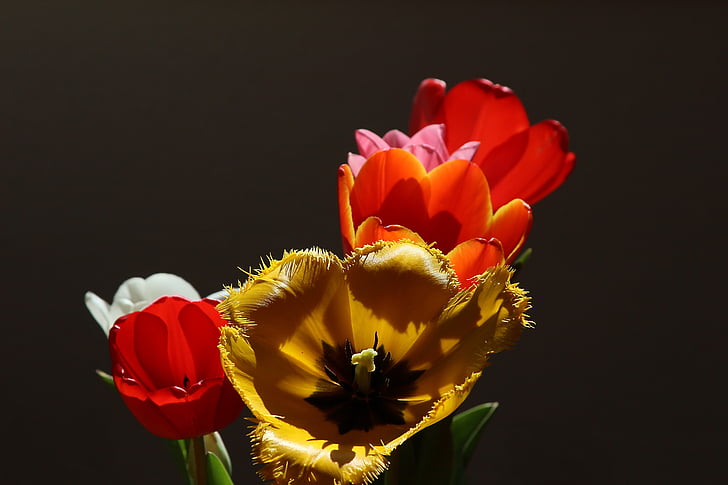 white, yellow, and red tulip flowers