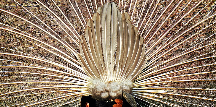 brown feather decor
