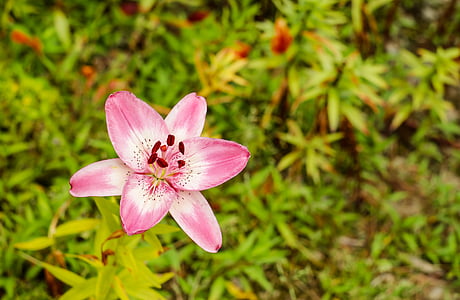 selective focus photography of pink lily flower