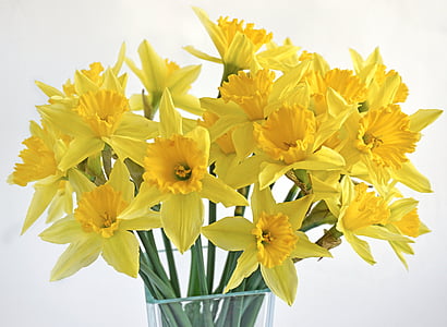 bouquet of yellow daffodils in vase