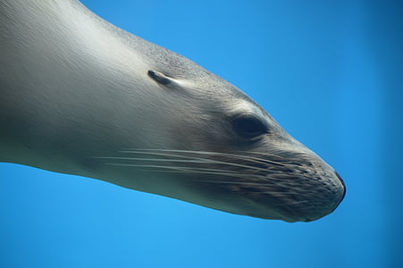 seal underwater closeup photo