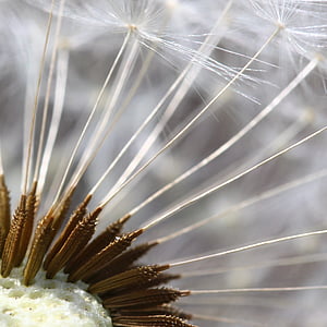 close up photography of white dandelion flower