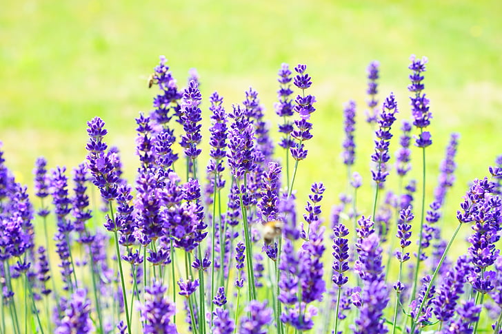 lavender flower field during daytime