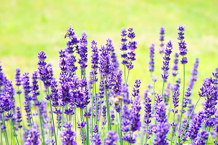 lavender flower field during daytime