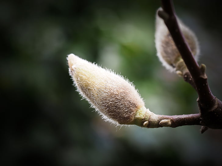 depth of field photography of flower bud