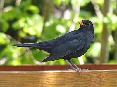 black bird standing on brown wooden surface