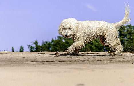 long-coated white dog standing on brown surface