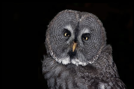 closeup photo of gray owl