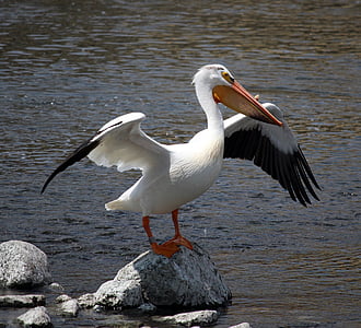 stork bird on gray rock near body of water