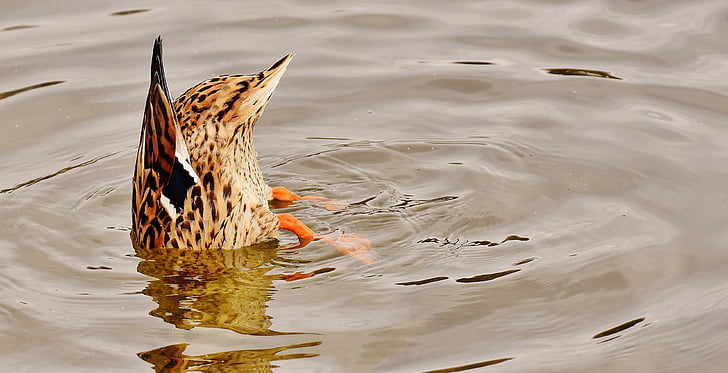 brown duck diving on body of water