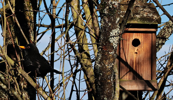 black bird near on tree near brown birdhouse