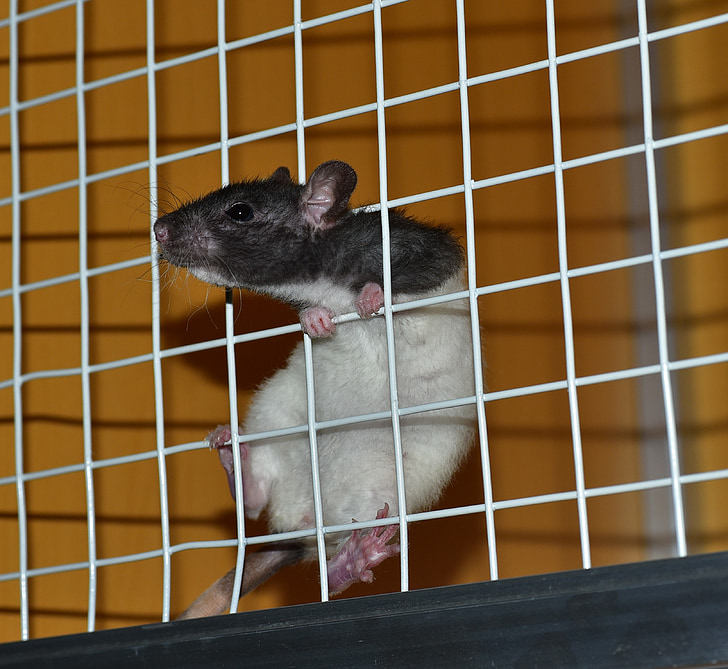 black and white mouse hanging on white steel pet cage